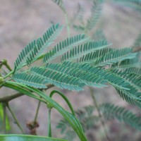 Leucaena leucocephala (Lam.) de Wit